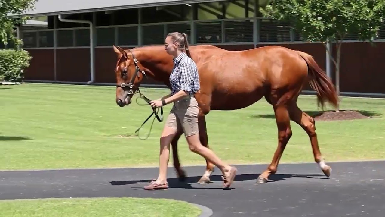 Lot 778 Zoustar x Debonnaire filly
