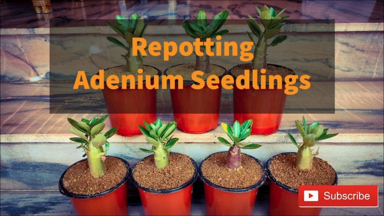 Repotting Adenium Seedlings.