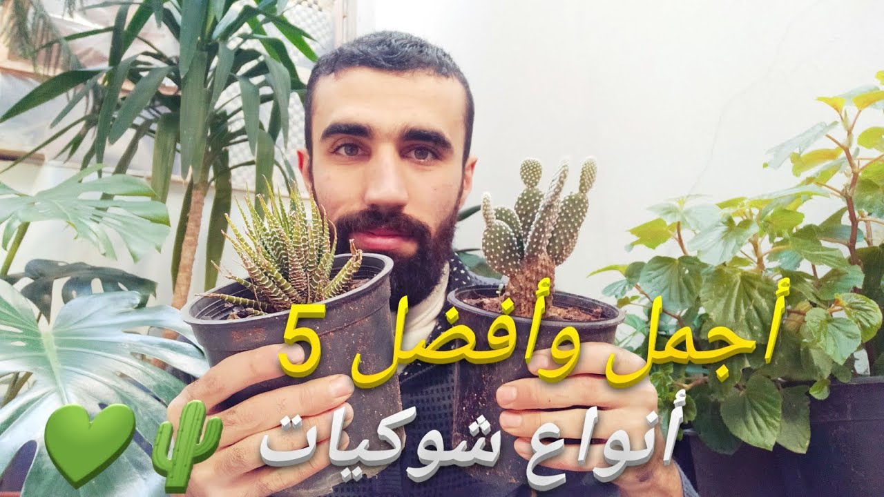 زراعة أجمل الصباريات في المنزل