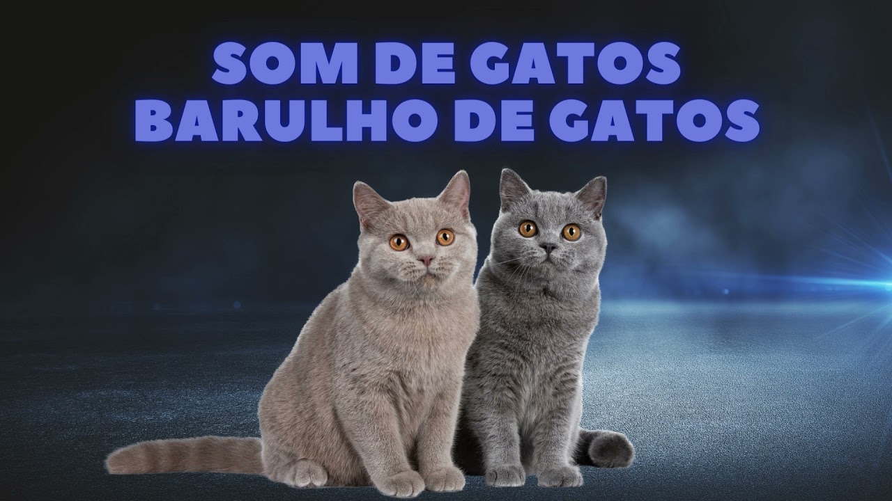 SOM DE ANIMAIS &ndash; SOM DE GATO, BARULHO DE GATO, AUDIO DE GATO, EFEITO SONORO DE GATO