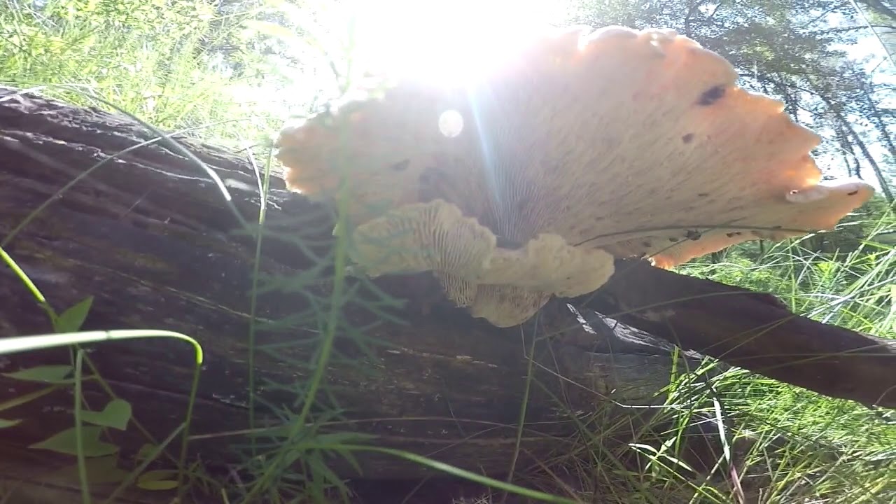 Пилолистник бокаловидный (Neolentinus cyathiformis).