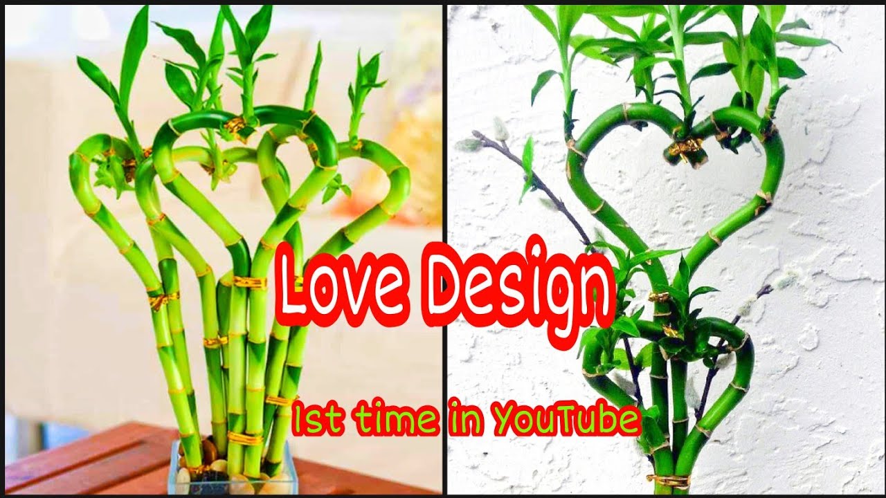 Love design of lucky Bamboo / Lucky bamboo decoration ideas / lucky Bamboo propagation from cutting.