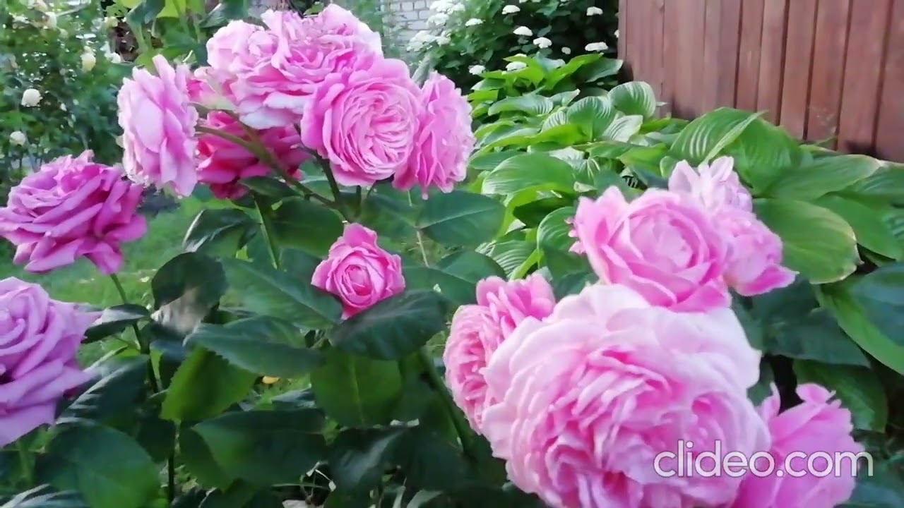 Роза Розенграфин Мария Генриетта (Rosengräfin Marie Henriette)