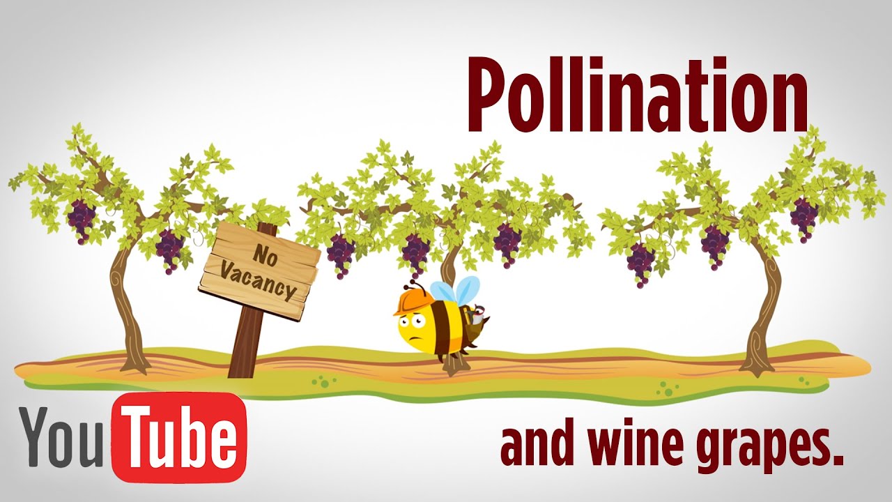 Pollination In the Vineyard