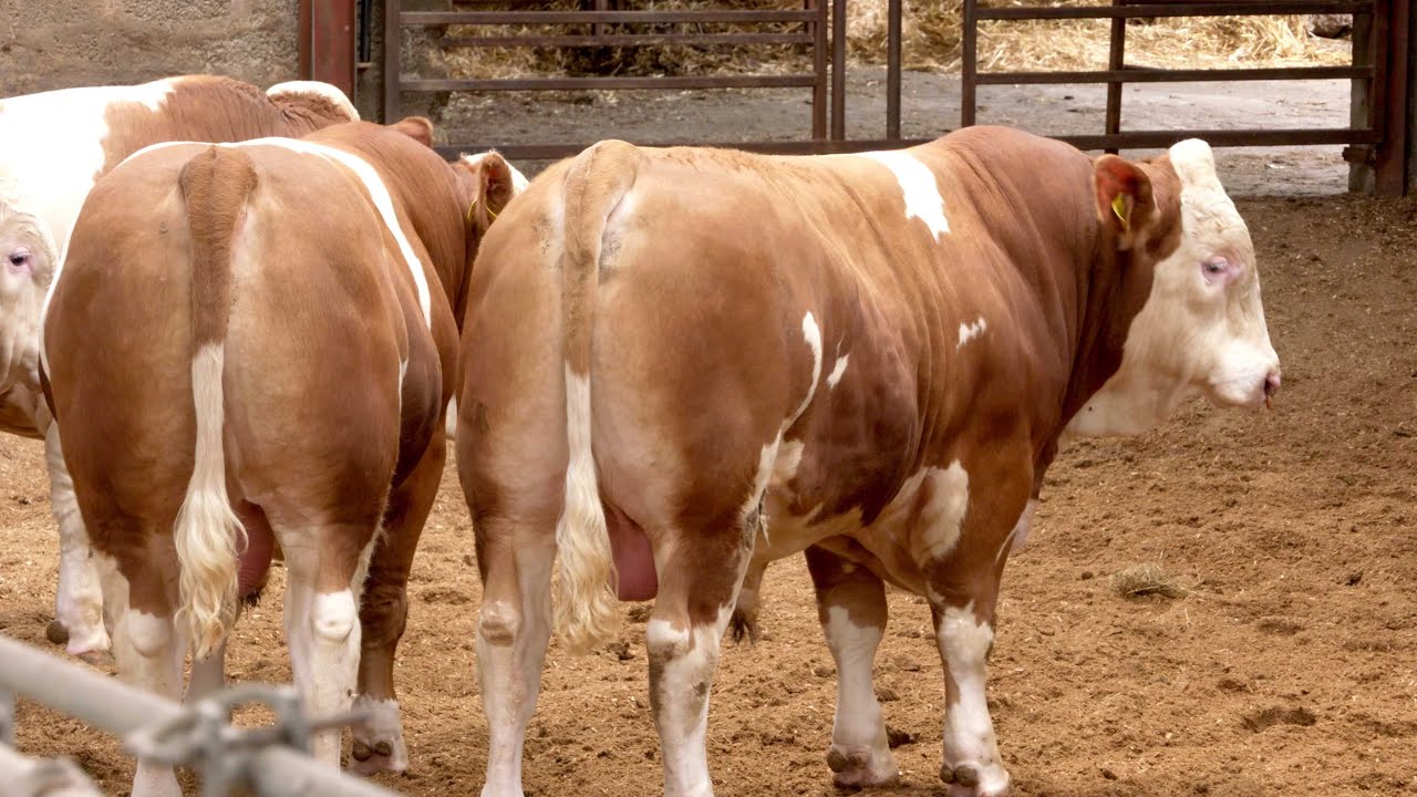 Delfur Simmentals' yearling bulls