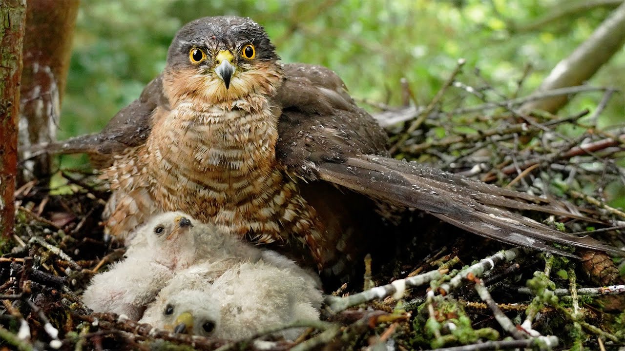 Sparrowhawk Protects Chicks From Rain | 4K | Discover Wildlife | Robert E Fuller