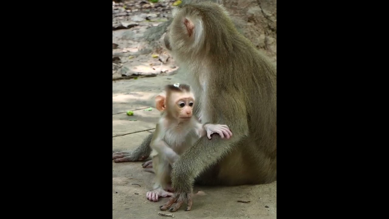 07-11-25 Monkey Discovery 010 