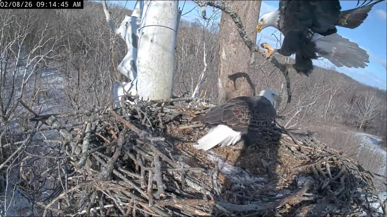 Feb 8 2026 - Busy Morning at the Nest - Egg Watch - Fish and Bedding Deliveries - NCTC Bald Eagles