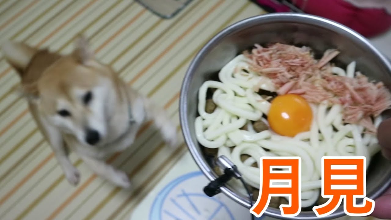 柴犬小春　【ASMR】和犬は月見ざるうどんをつるりと頂く！音フェチ・飯テロ　Shiba eats Udon