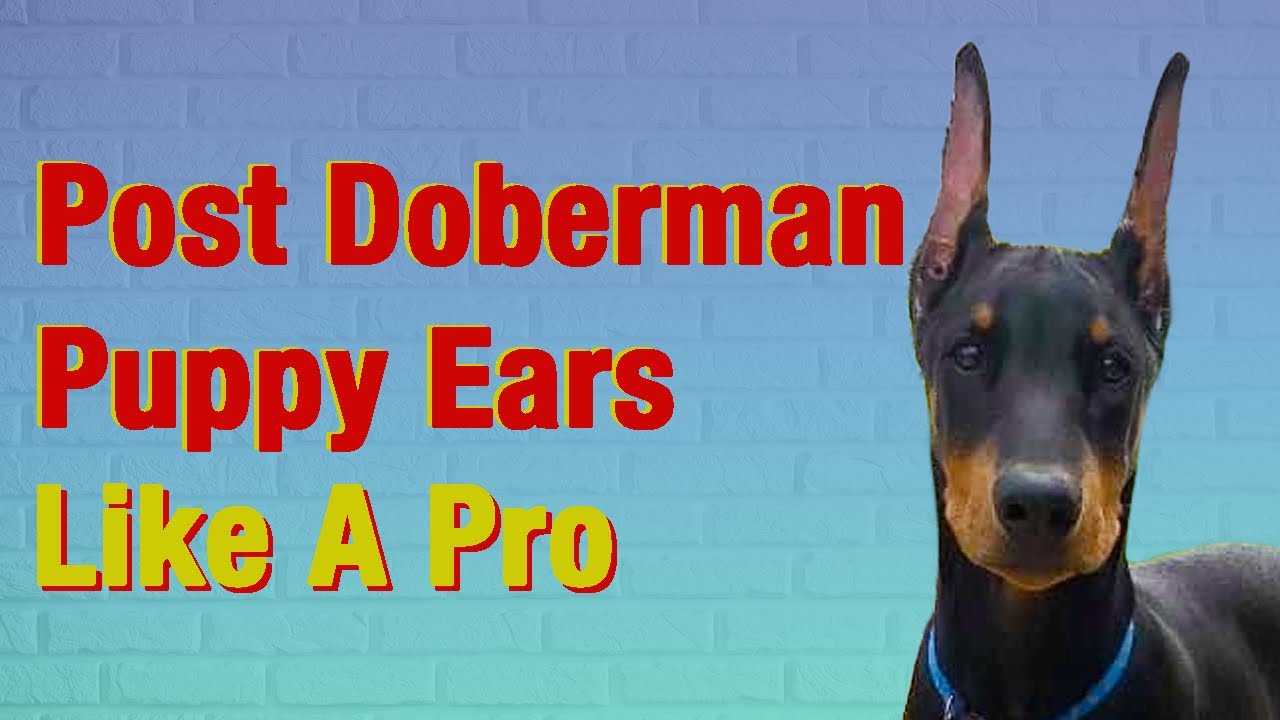 Ear Posting Alternatives Seminar from the DPCA National. A sharing of techniques and tricks.