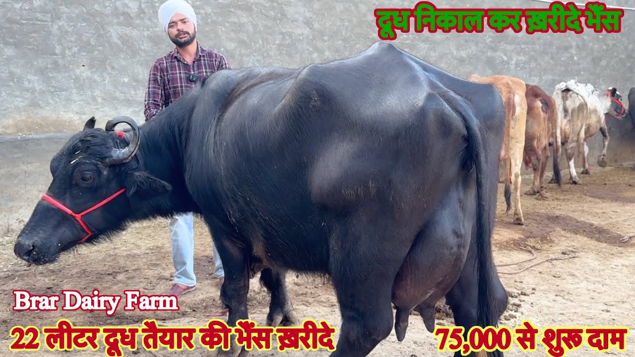 22 लीटर दूध तैयार की भैंस ✅ दूध निकाल कर ख़रीदे भैंस 🏆 सिर्फ़ 75,000 हजार में भैंस😱ट्रांसपोर्ट फ़्री
