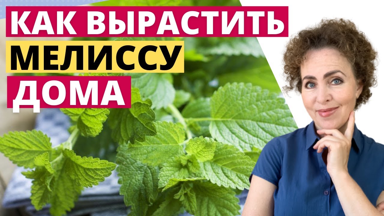 МЕЛИССА выращивание и уход