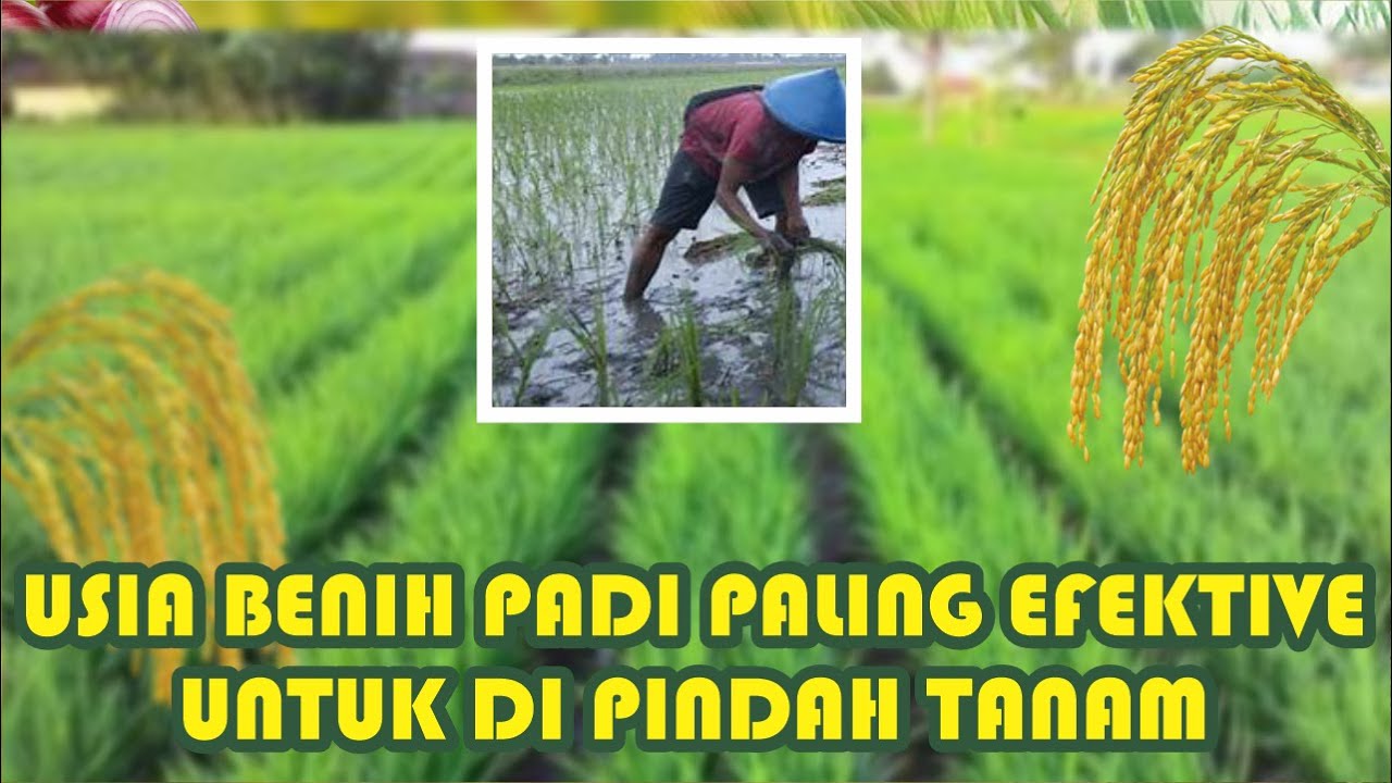 USIA BENIH PADI PALING EFEKTIVE UNTUK DI PINDAH TANAM