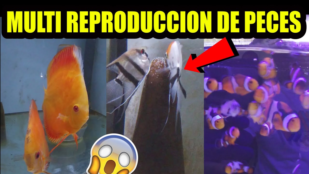Reproducción de peces disco  peces ángel y payasitos con Efrén Villegas