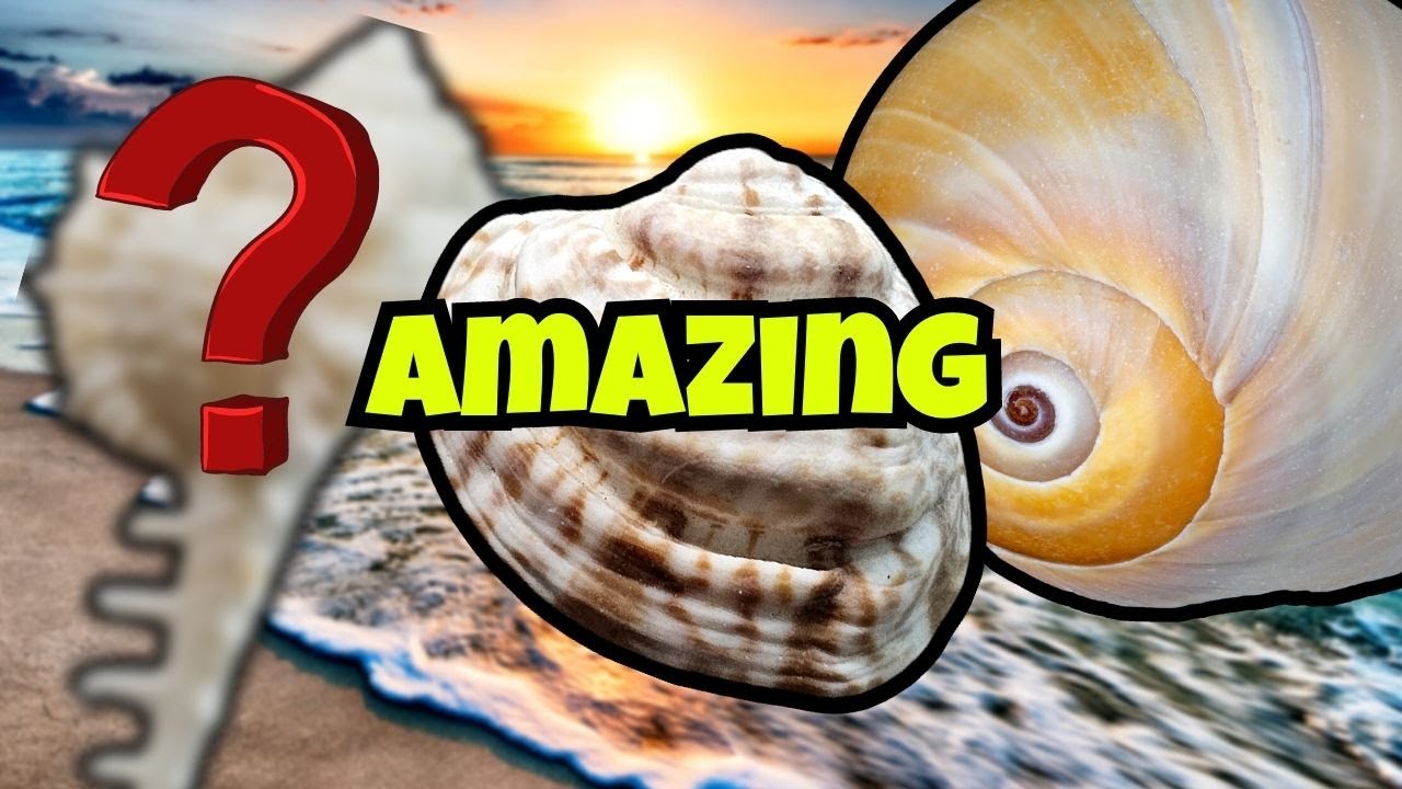Unforgettable Morning Shell Hunting Adventure | Discovering Treasures on the Wrack Line!