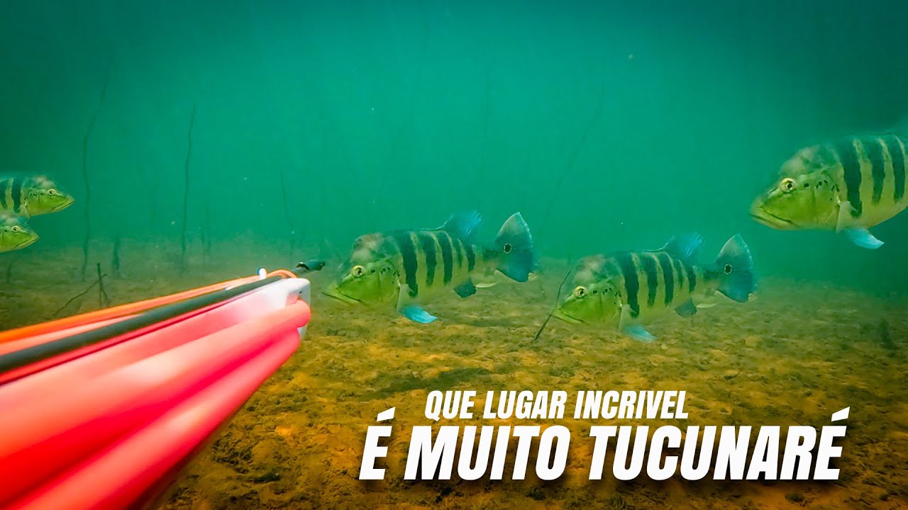 Tinha Muito Azul&atilde;o esse dia - Pesca Sub Atasub
