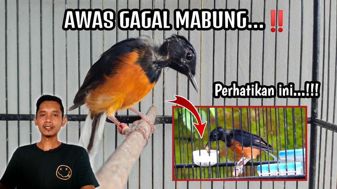 TRIK JITU ANTI GAGAL MABUNG‼️STOP Cara Klasik Merawat Murai Mabung