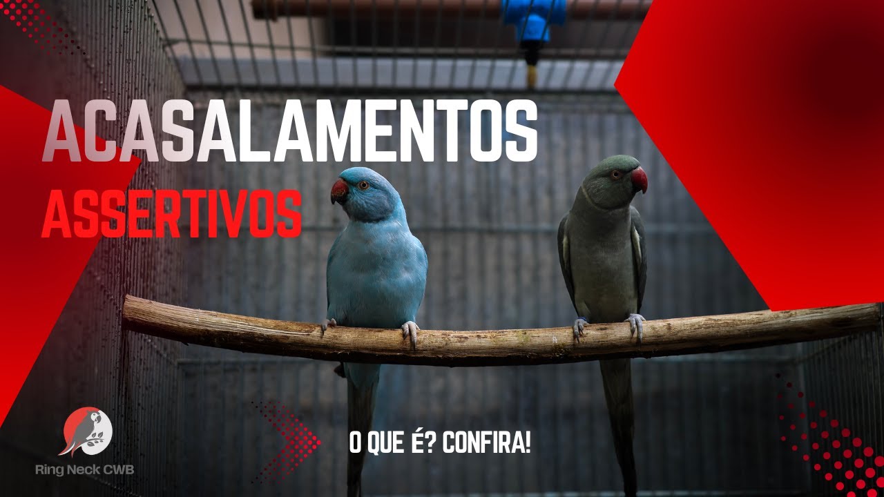 RING NECK: ACASALAMENTOS ASSERTIVOS NA PRÁTICA! TIRE SUAS DÚVIDAS!