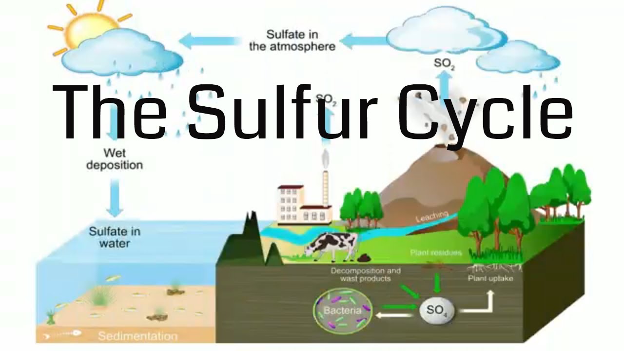 Sulfur Cycle