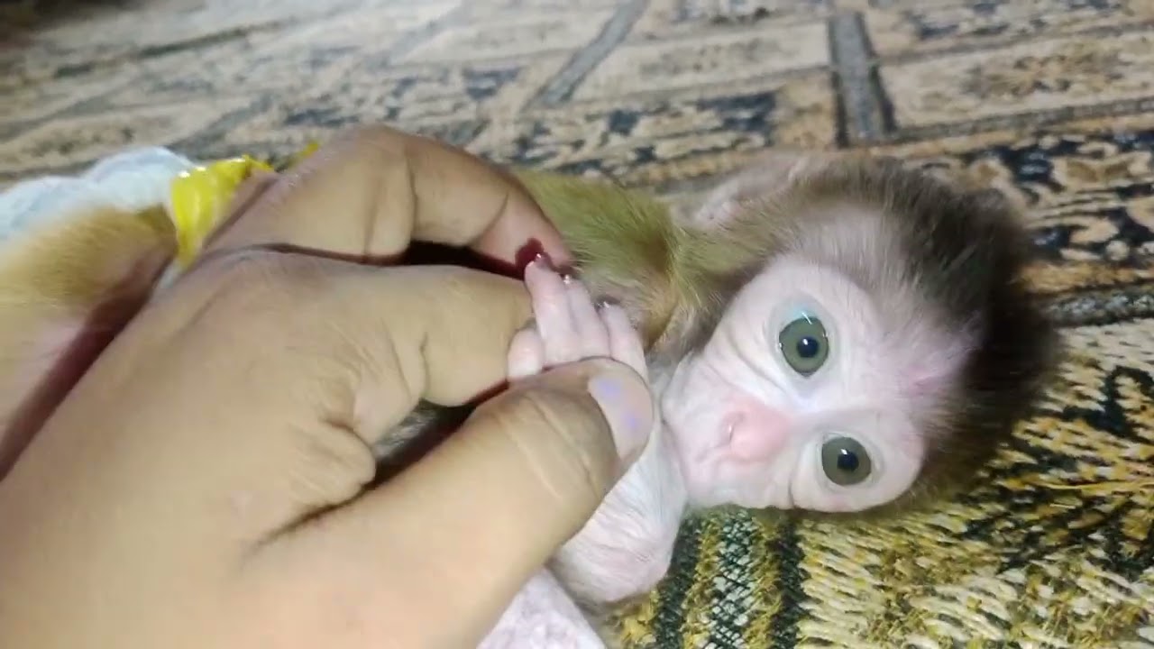 बहुत जिद्दी हो गया है  🐒🐒🐒🐒