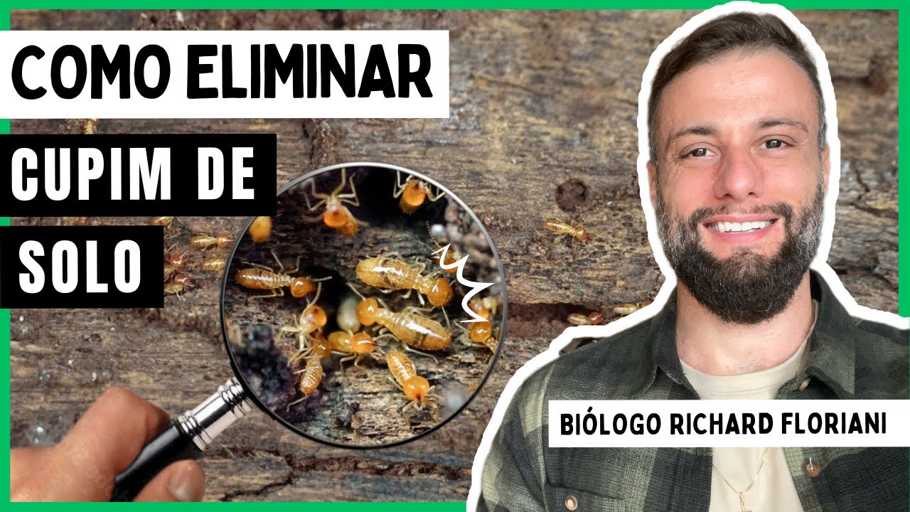 O Inimigo Escondido: Como Eliminar o Cupim Subterrâneo (E o Segredo da Dedetizadora)