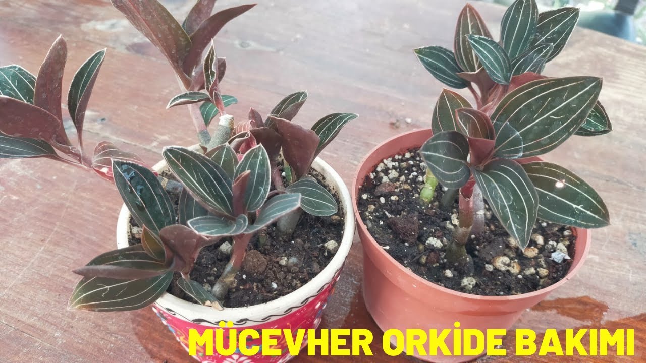 Mücevher Orkide Bakımı-Toprak Karışımı