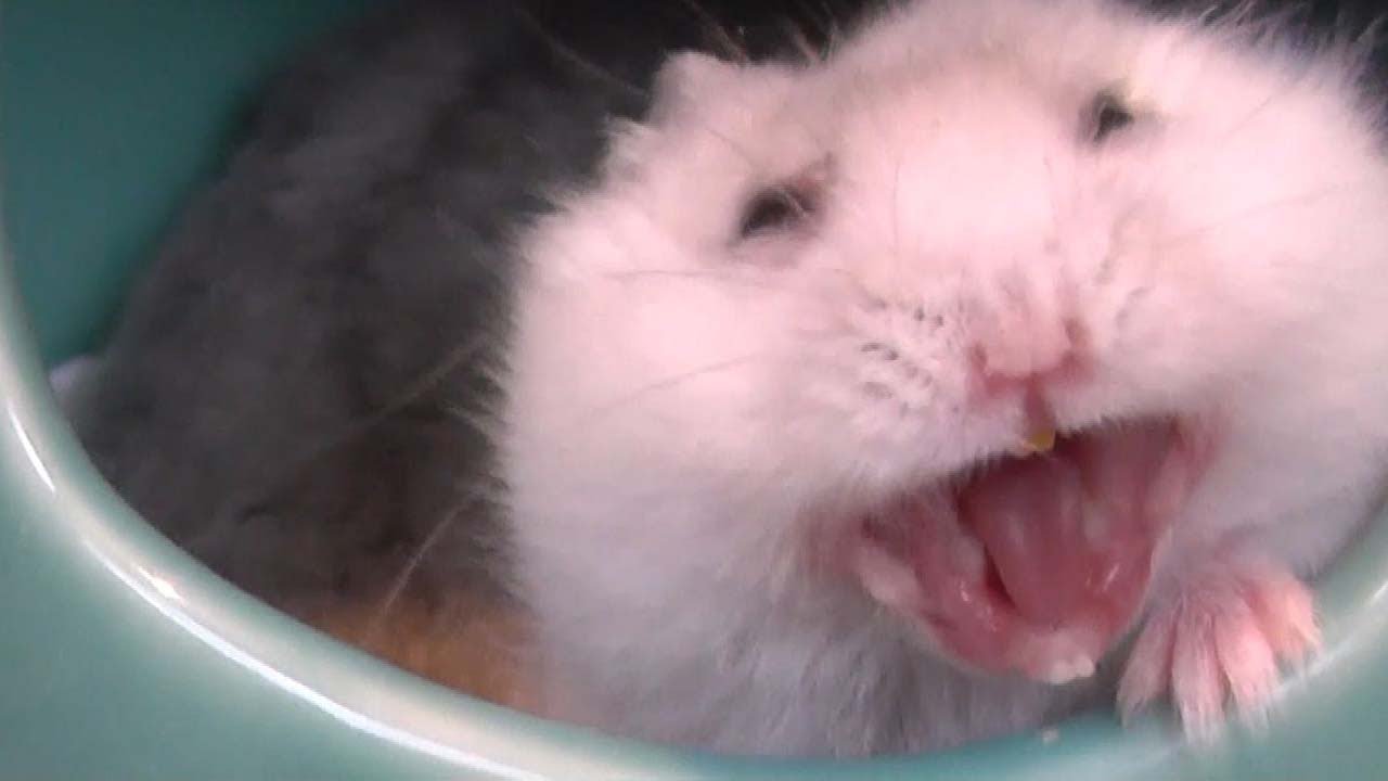 Dwarf Hamster Yawning