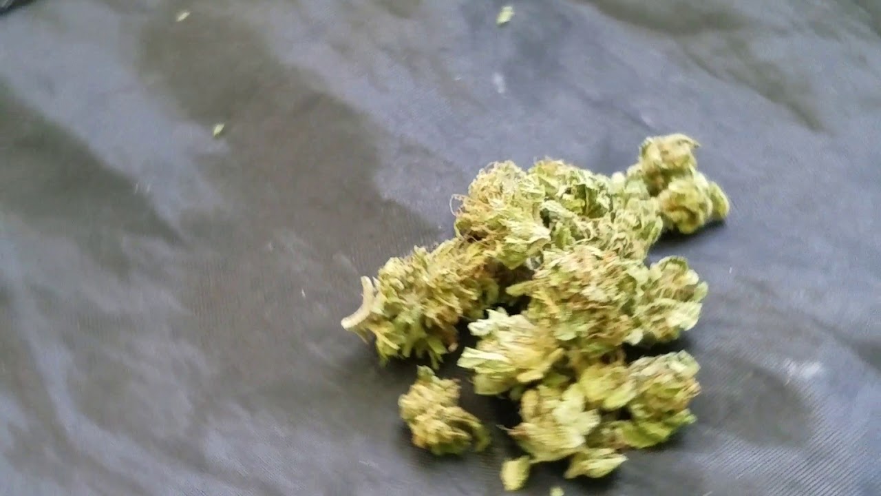 OG KUSH Cannabis STRAIN