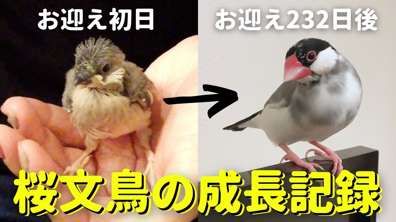 【桜文鳥】雛から成鳥までの232日間を4分でまとめた成長記録（お見逃しなく！） Record of Java sparrow growth