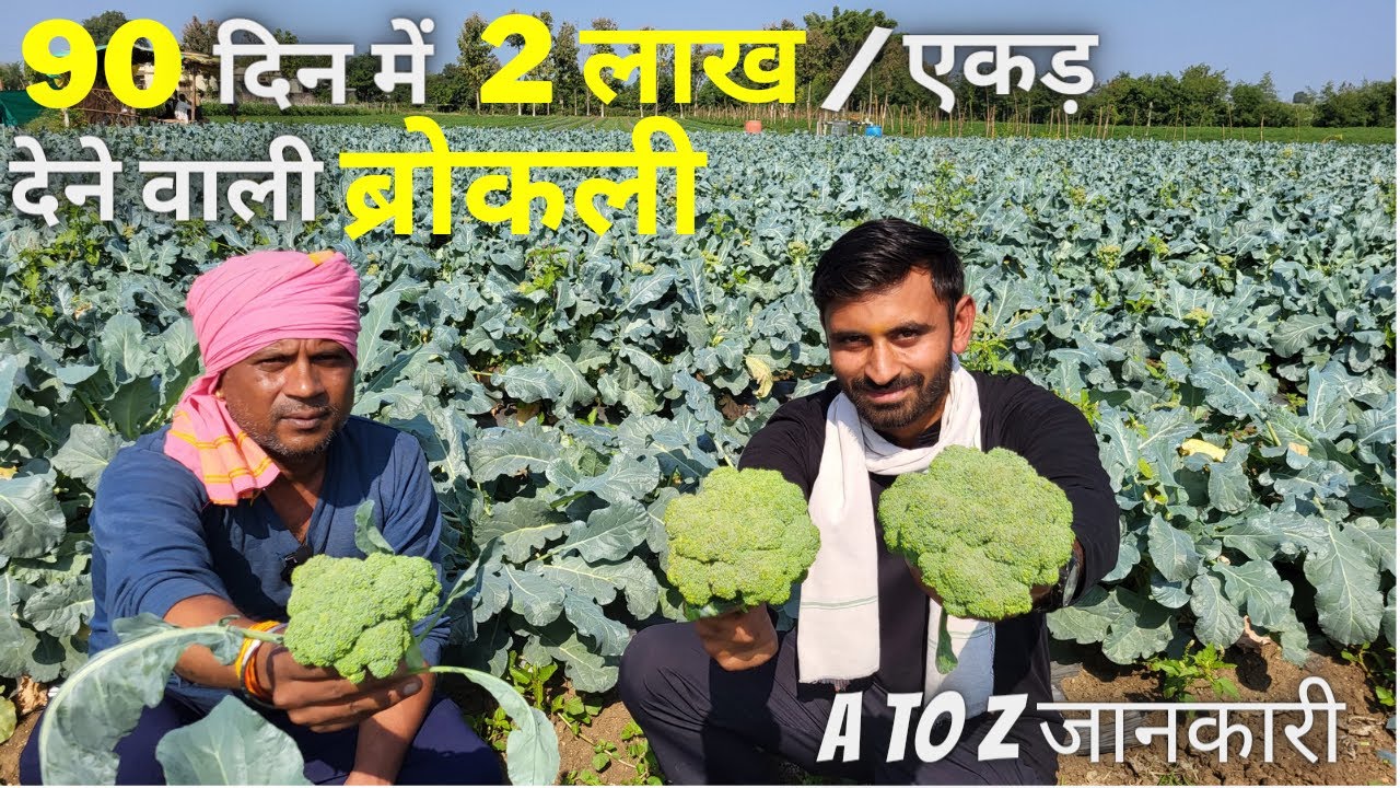 250रु/किलो बिकने वाली गोभी🥦🔥| Broccoli farming | #exotic_vegetable | A to Z info | #broccoli