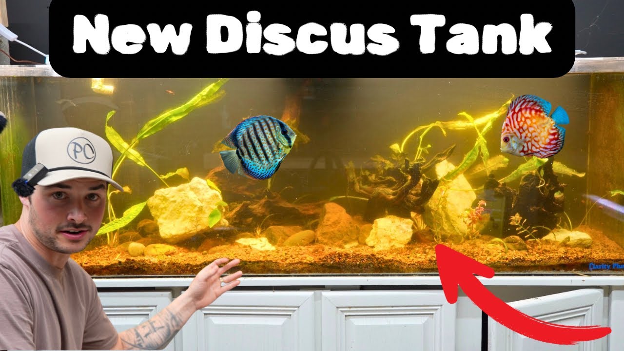Aquascaping Discus Tank: What Fish I’m Selling?