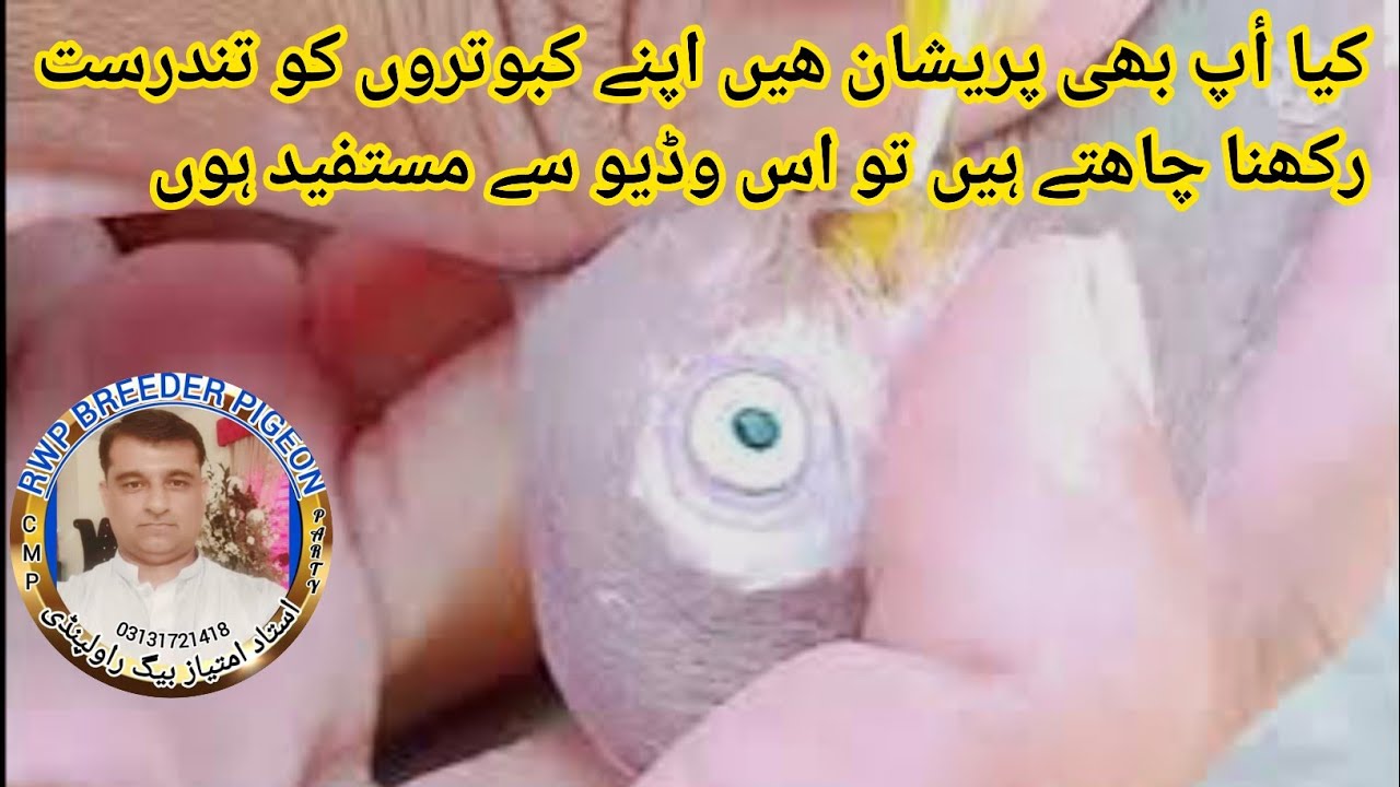 Laqwa jholey ka asan elaj | rwpbreederpigeon