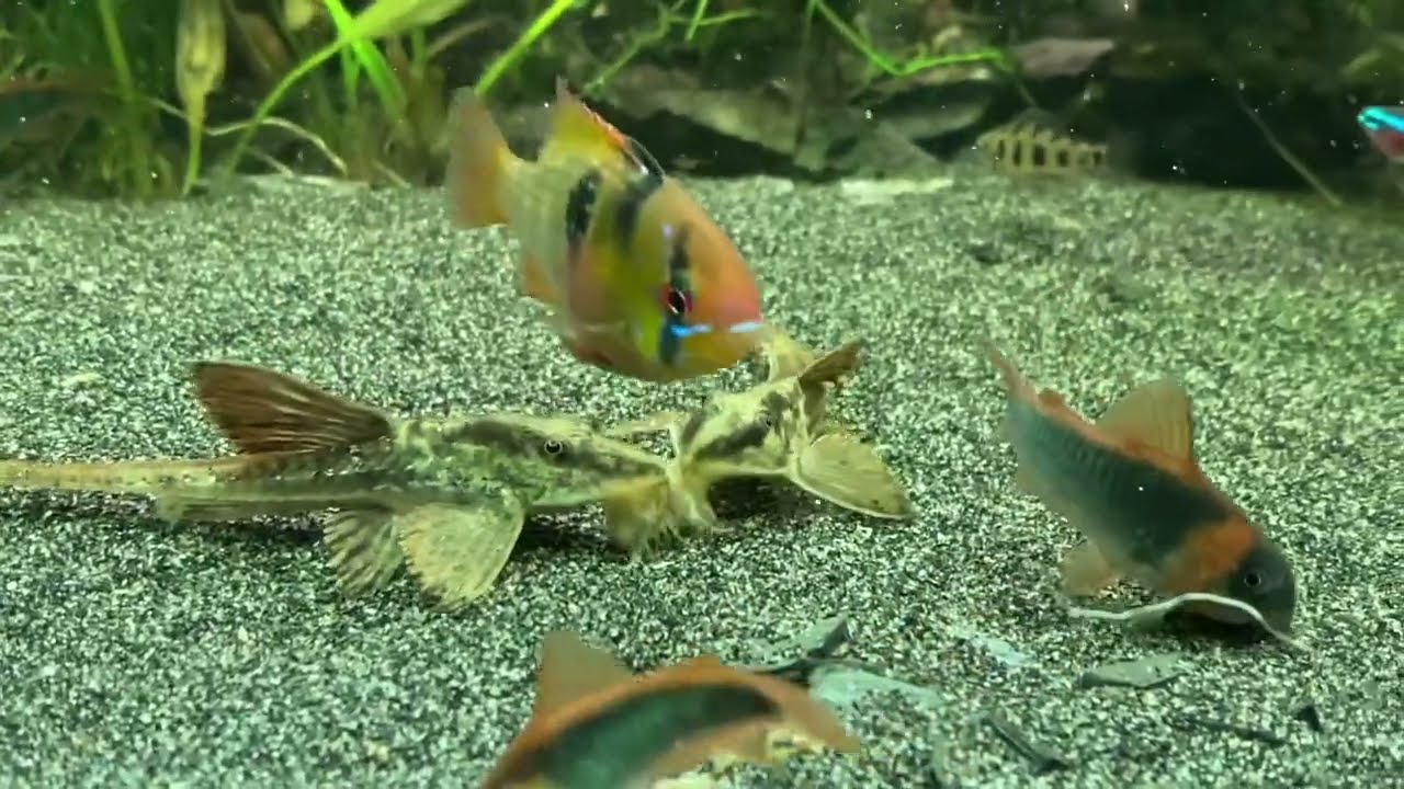 Amazonas to go: neue Fische braucht das Land #aquateck