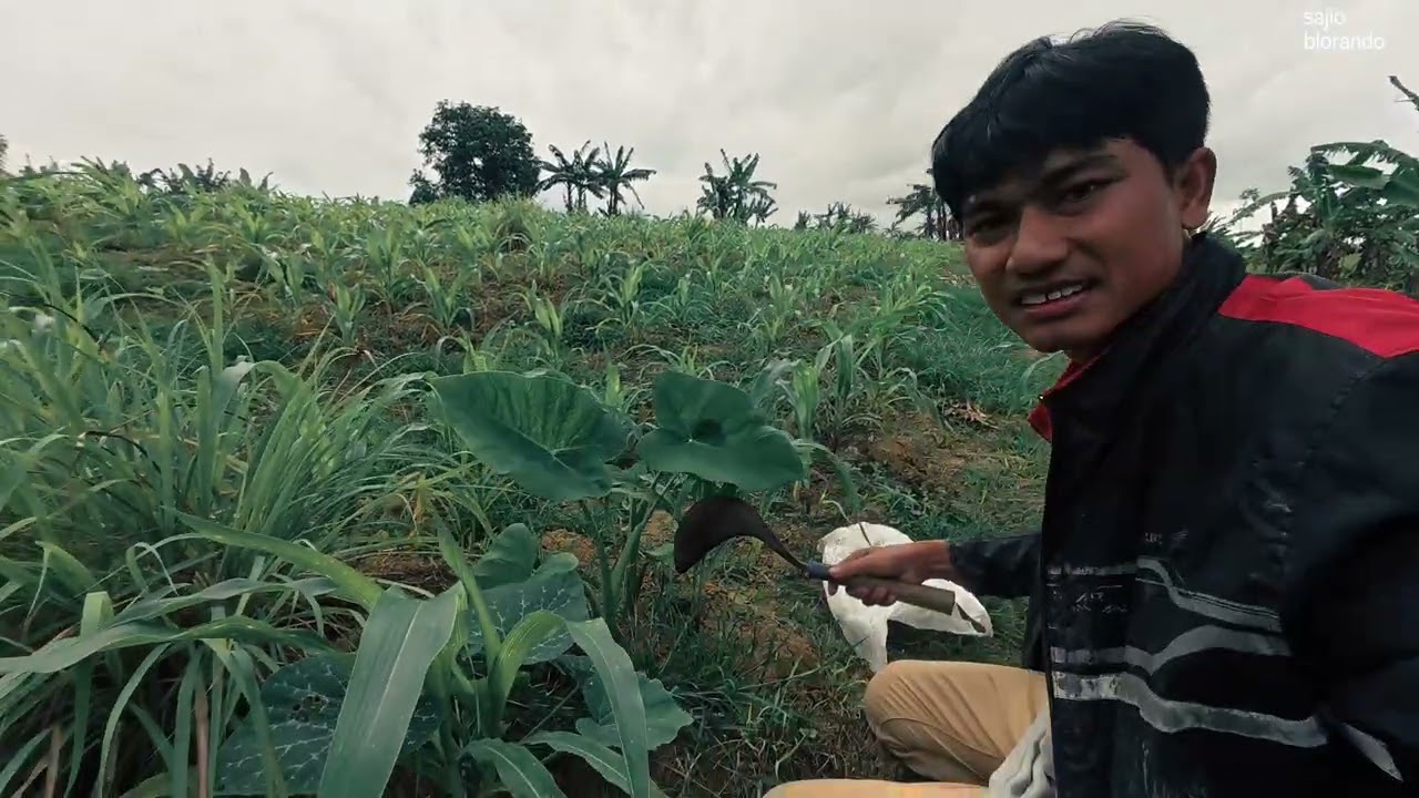 Petani Talas : Tanam Perdana Jan 26