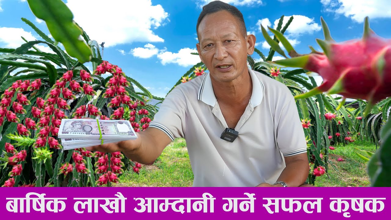 यसरी फल्छ लाखौ कमाउन सकिने dragon fruit खेति गर्नुभयो ? छैन भने आजै हेर्नुहोस् dragon fruit in Nepal
