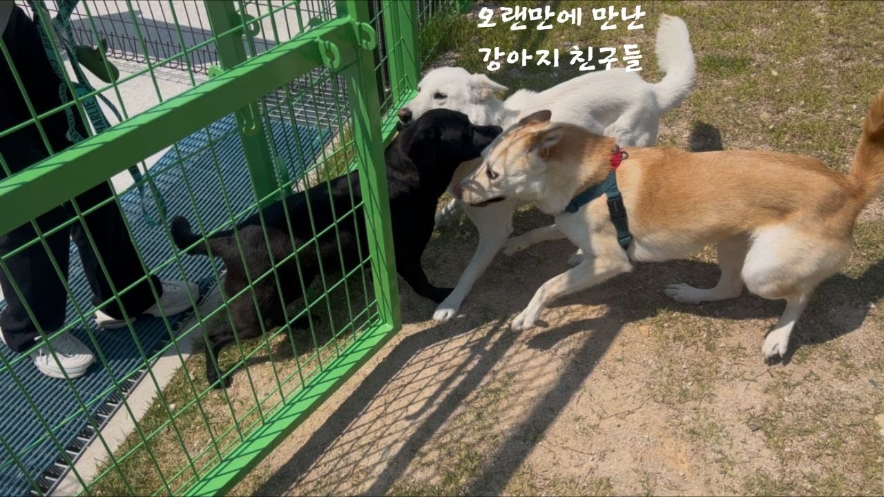 오랜만에 만난 친구들이 너무 좋은 진돗개