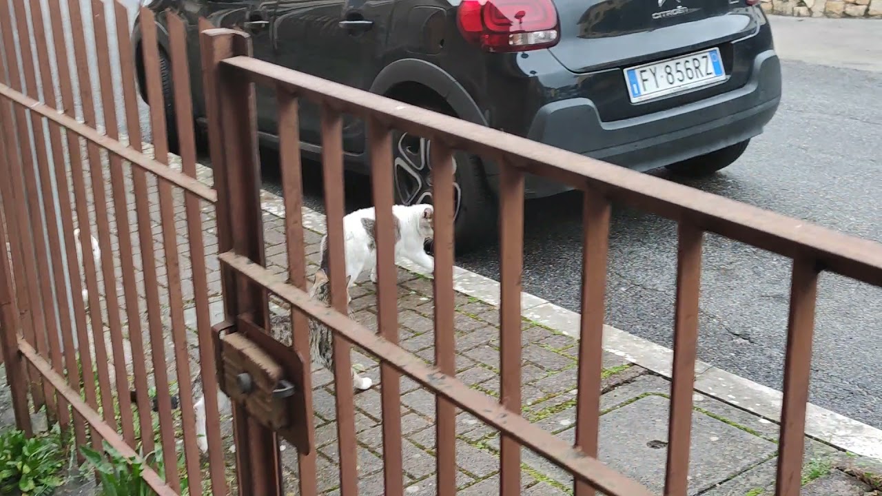 gatta in calore 4