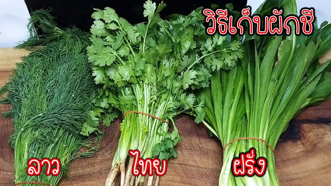วิธีเก็บผักชี ลาว ไทย ฝรั่ง ง่ายๆในคลิปเดียว