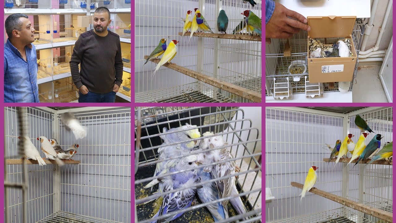 Türkiye nin engüzel uretimhanelerinden birindeyiz gouldian finch gökkuşağı ispinozu  muharrem büyük