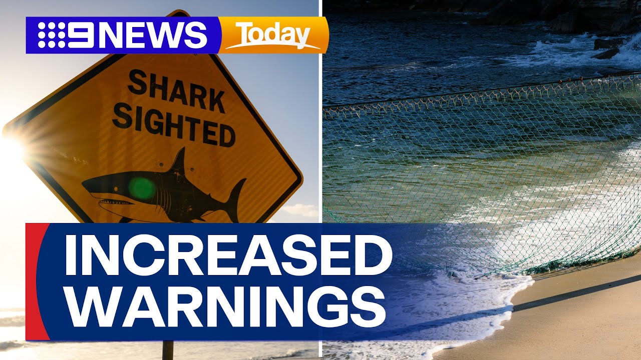 Shark alarm sounds in Manly | 9 News Australia