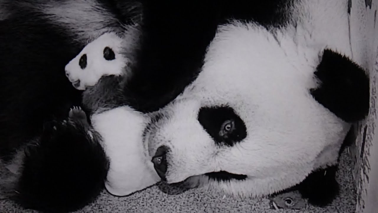Sweet Dreams, Mama Mei and Precious Baby! (Sep 29, 2020)