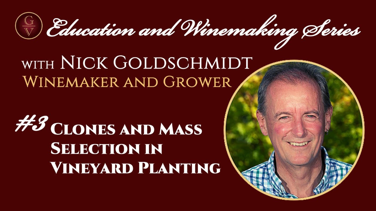Clones and Mass Selection in Vineyard Planting