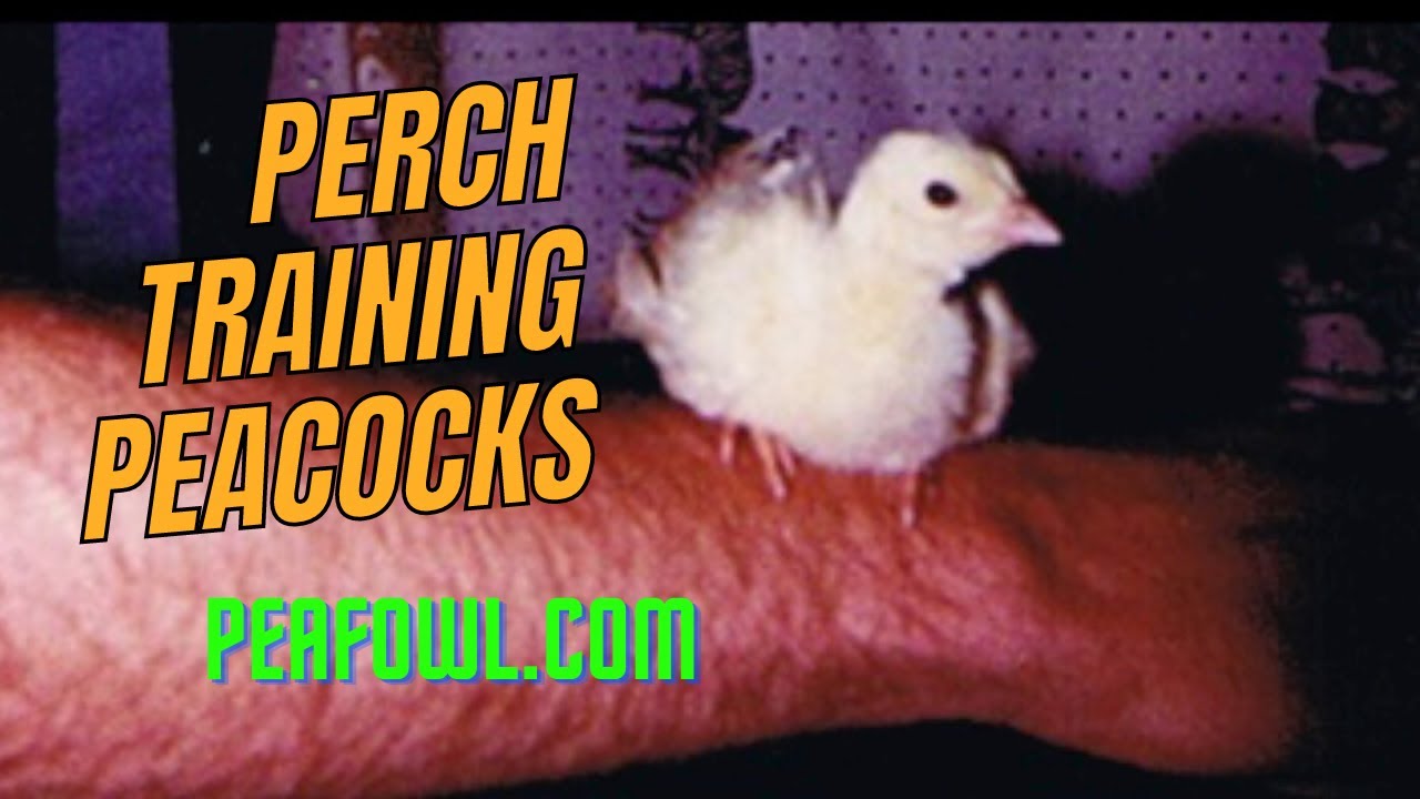 Perch Training Peacocks, Peacock Minute, peafowl.com