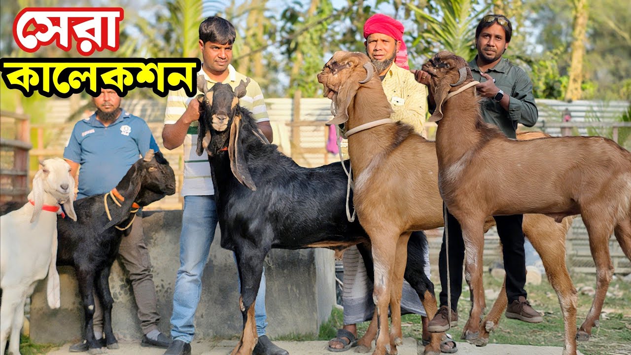 বিশাল সাইজের বিটল হরিয়ানা পাঠা ও যমুনাপারি ছাগল হানান ভাইয়ের খামারে Goat farming 