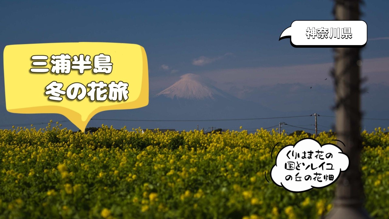 冬に咲く花を巡る三浦半島、菜の花、水仙、蝋梅、寒椿を見る為に、くりはま花の国、ソレイユの丘を巡りました。