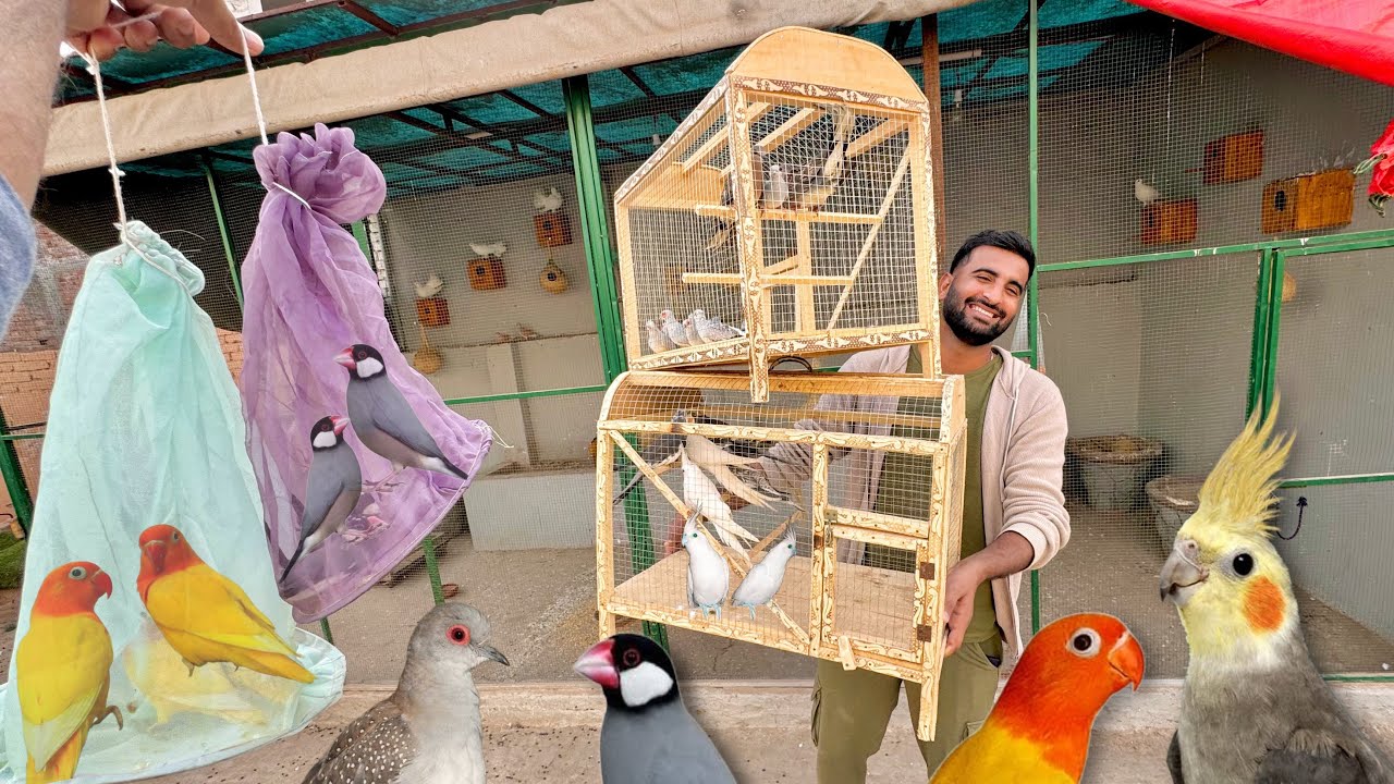 Master Cage K Lye Bht Sary Birds Le Aiy Hn😍