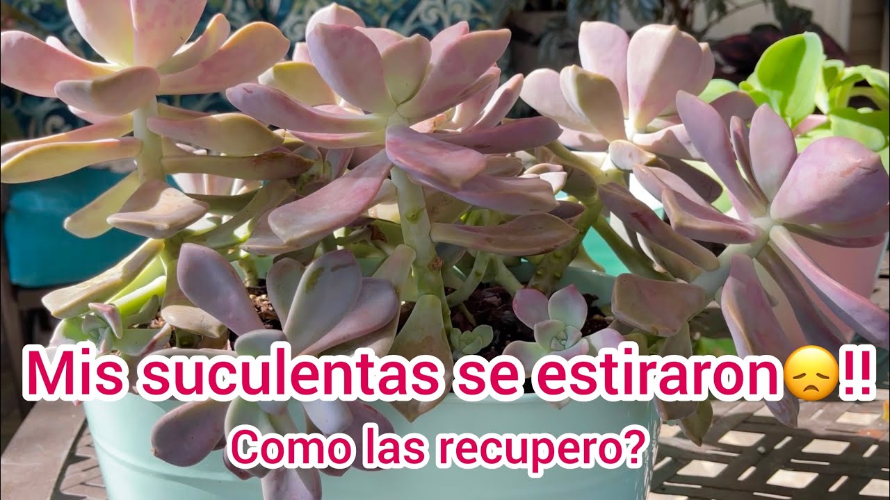 Por que se estiran mis suculentas?  Como recuperarlas