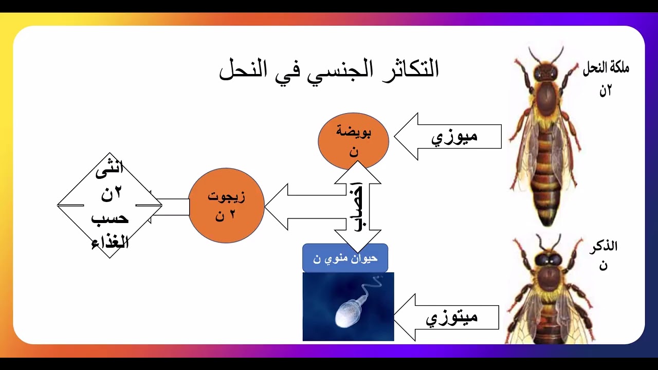التكاثر اللاجنسي جزء 2