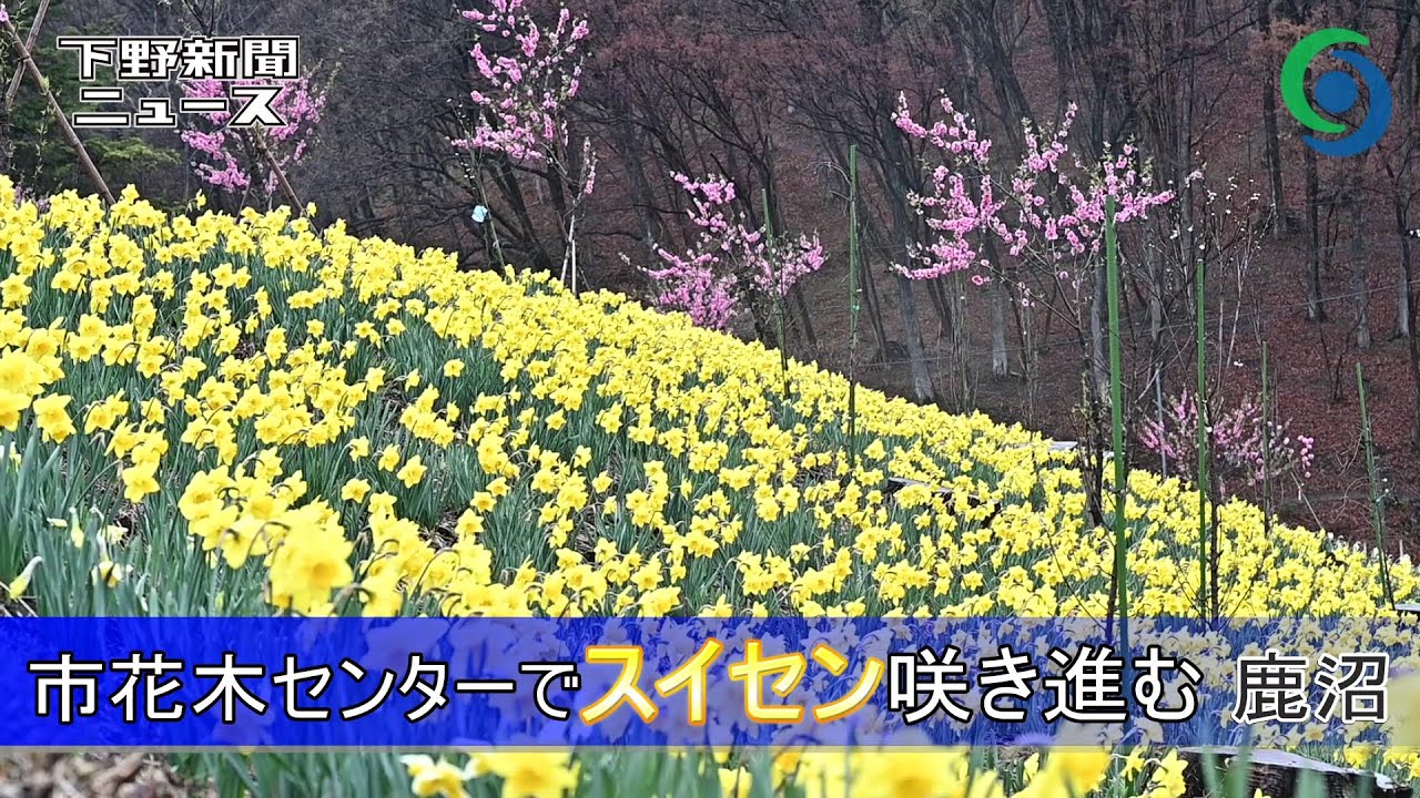 市花木センターでスイセン咲き進む 鹿沼