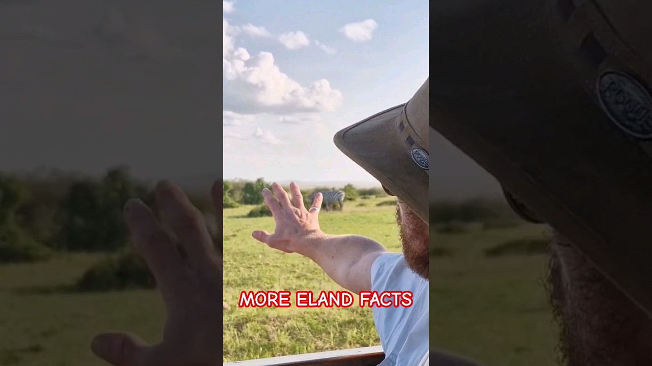 10 More Eland Facts You Didn't Know!
